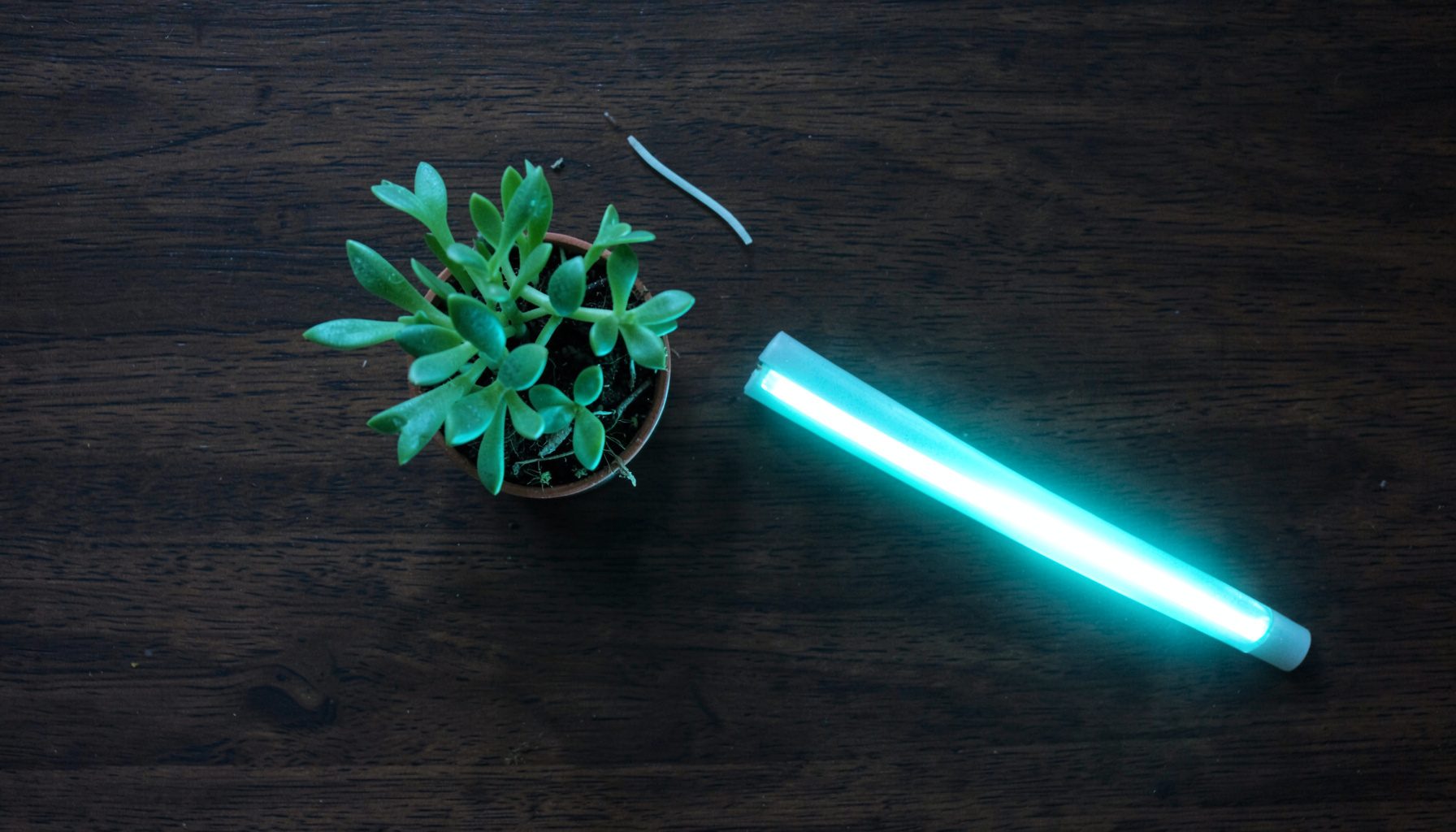 Overhead flat-lay photograph of a small potted plant beside a glowing strip of smart LED lighting on a dark wooden table