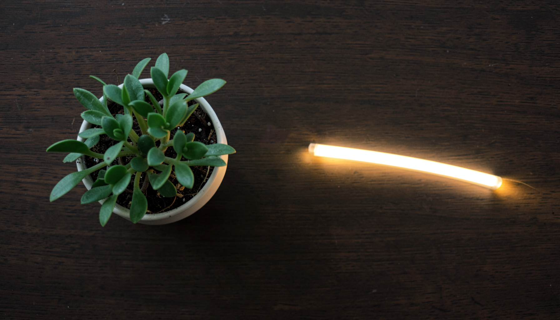 Overhead flat-lay of a small potted plant beside a glowing smart LED strip on a dark wooden table, with warm ambient light